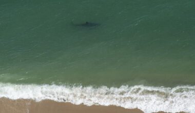 Multiple shark sightings at New York City's Rockaway Beach during heat wave