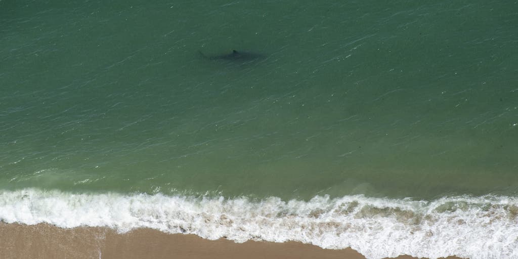 Multiple shark sightings at New York City's Rockaway Beach during heat wave