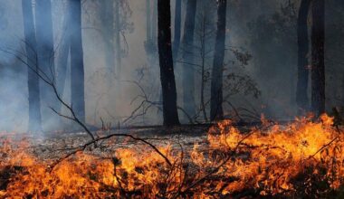 Wildfires in France and Spain force more than 250,000 to flee as crews continue to battle untamed blazes