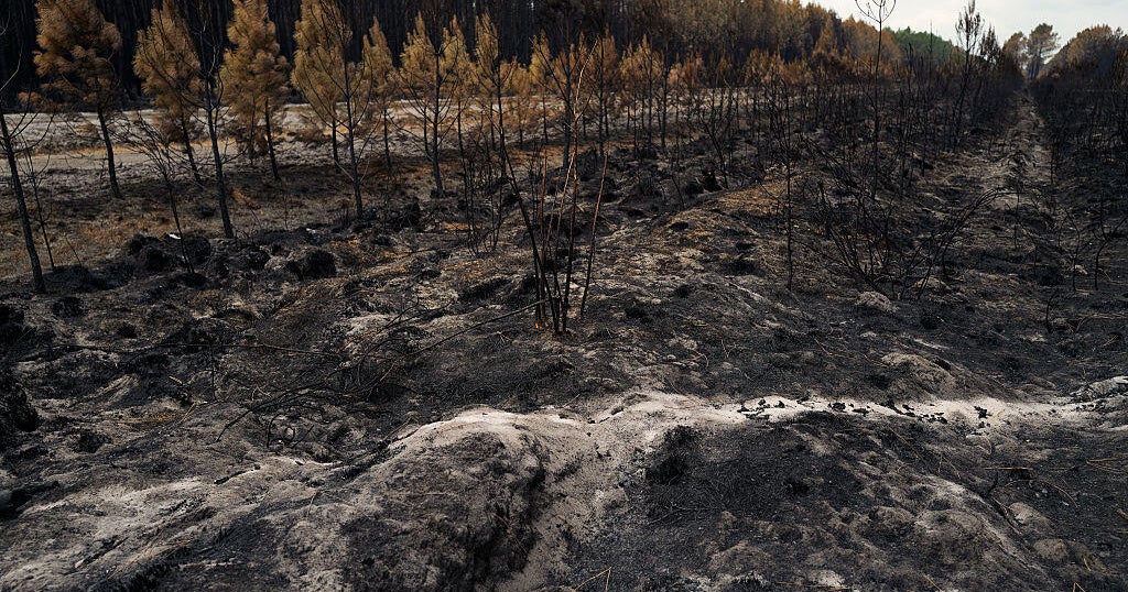 What the fires burning near Bordeaux's vineyards could mean for France's wine industry