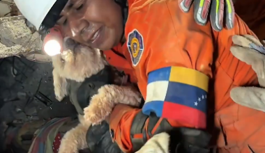 Dog rescued from rubble 5 days after Venezuela earthquakes, video shows