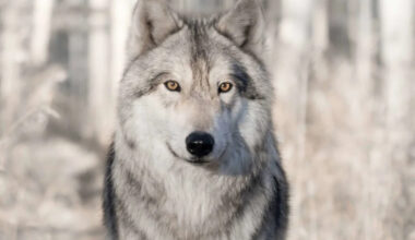 Scientists Discover 5,000-Year-Old Wolves That May Have Traveled by Boat with Humans