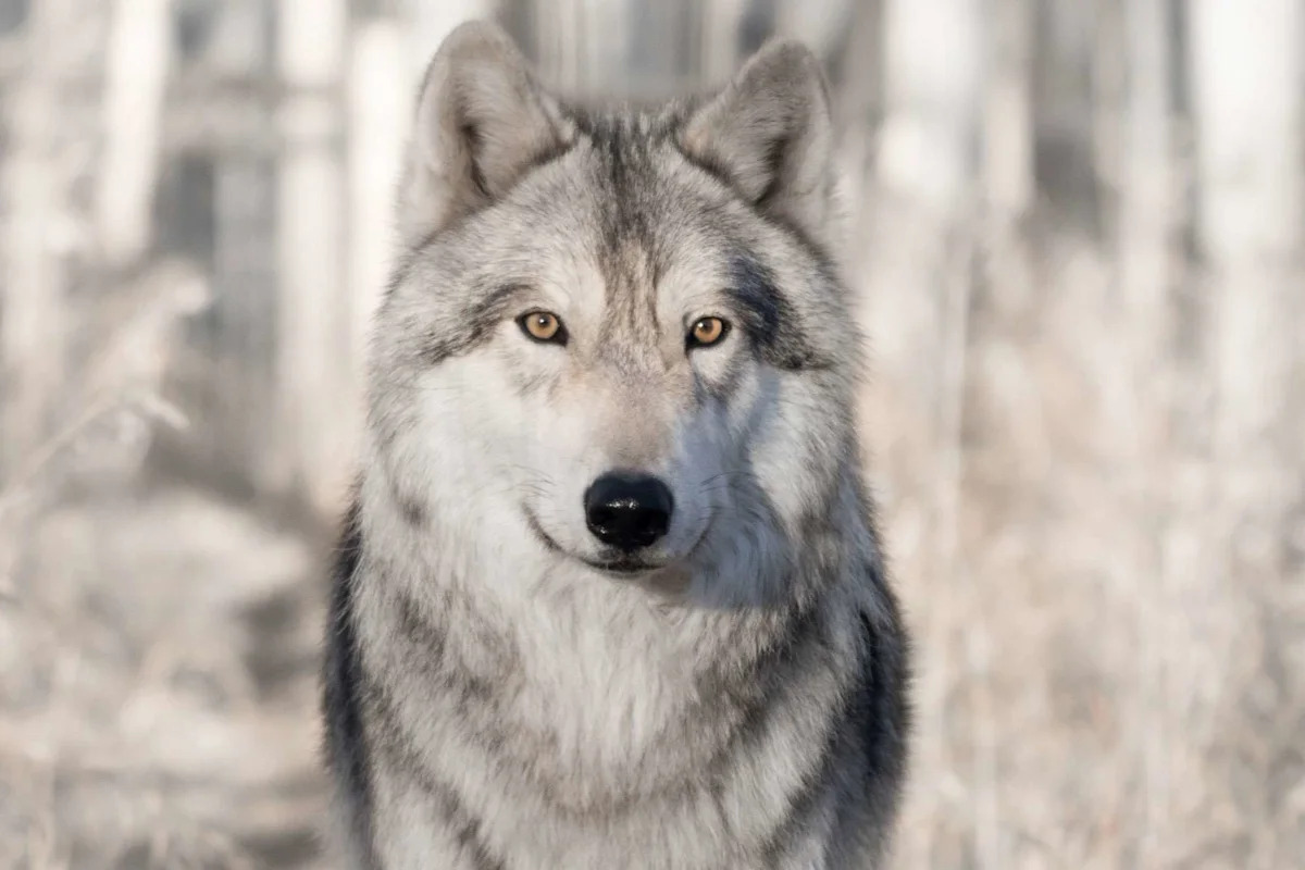 Scientists Discover 5,000-Year-Old Wolves That May Have Traveled by Boat with Humans
