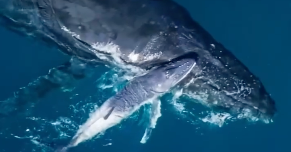humpback-whales-nsw.png