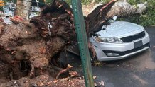 Another angle of tree down at 43rd and Locust streets in West Philadelphia.