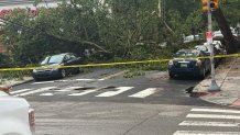 Tree down at 43rd and Locust streets