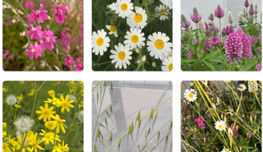 Drought makes Israeli wildflowers change bloom schedule, study finds
