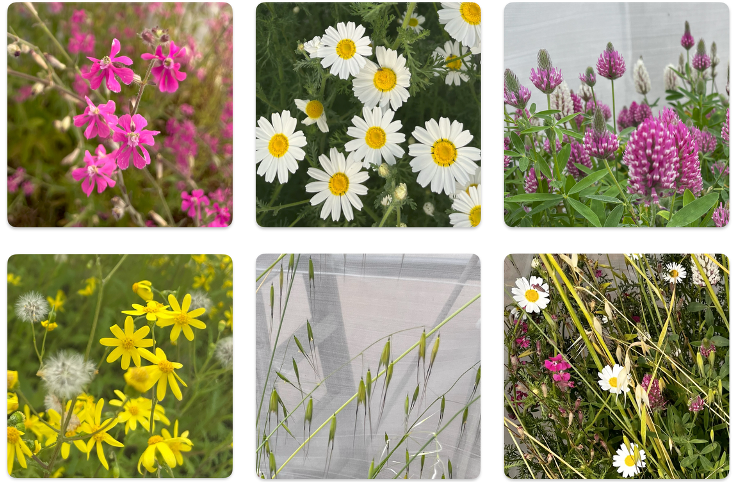 Drought makes Israeli wildflowers change bloom schedule, study finds