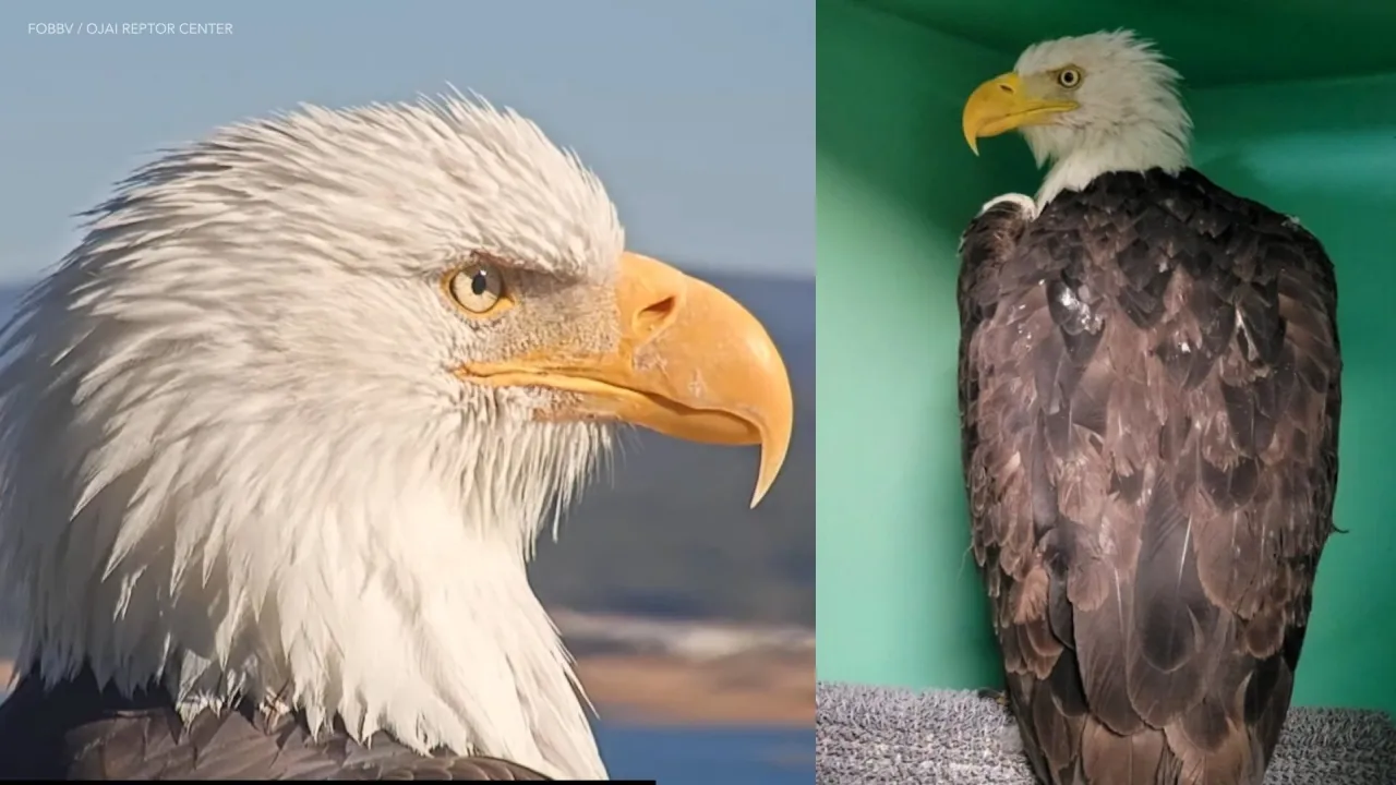 Wildlife officials share update on Jackie the Big Bear bald eagle’s condition after attack