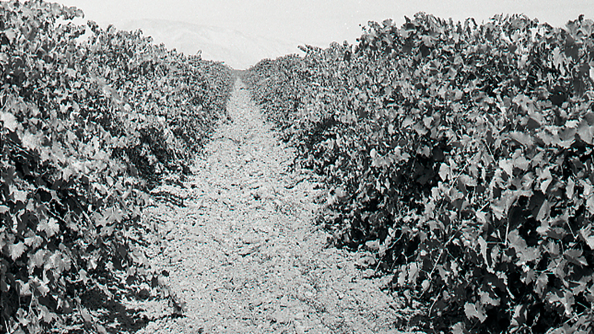 California vineyard where Michelle Collier's body was discovered