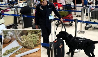 One cannabis mistake at airport could bring 10 years in prison and $15,000 fine
