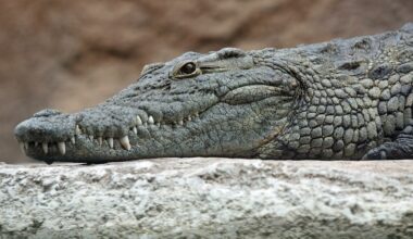 Israel Reclassifies Nile Crocodile, Paving Way for Ben-Gvir's 'Alligator Alcatraz' Plan