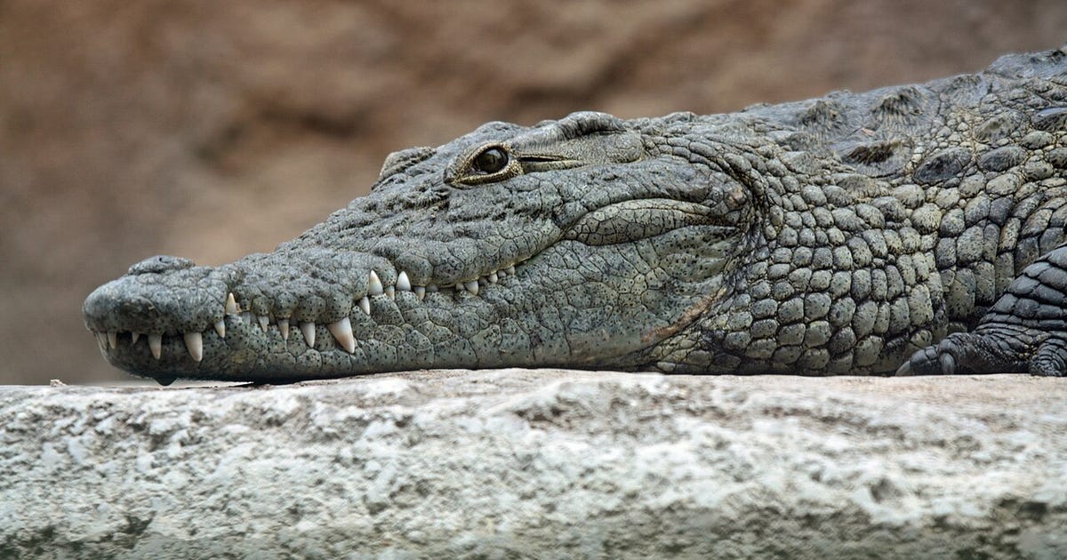 Israel Reclassifies Nile Crocodile, Paving Way for Ben-Gvir's 'Alligator Alcatraz' Plan