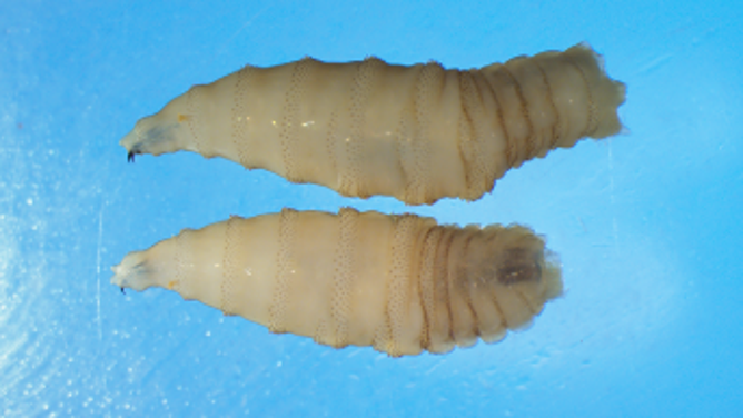 New World Screwworm Larvae.