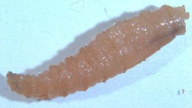 New World Screwworm larvae.