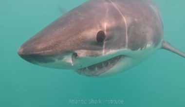 See it: Great white shark filmed in this state's waters for expected first time