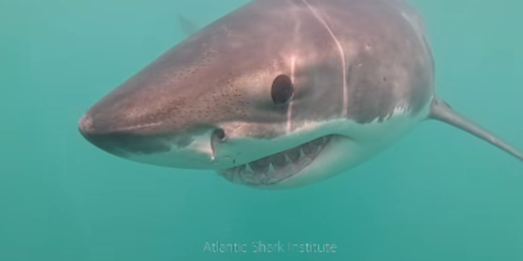 See it: Great white shark filmed in this state's waters for expected first time