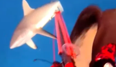 Watch: Terrifying moment shark attacks spearfish diver off Fiji coast