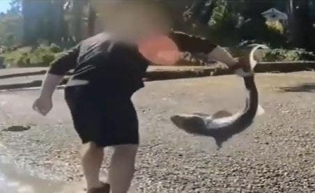 Northwest man charged for allegedly 'wrestling' sharks in Puget Sound: police