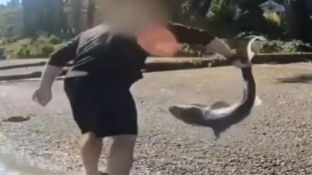 Suspect holding a shark by its tail