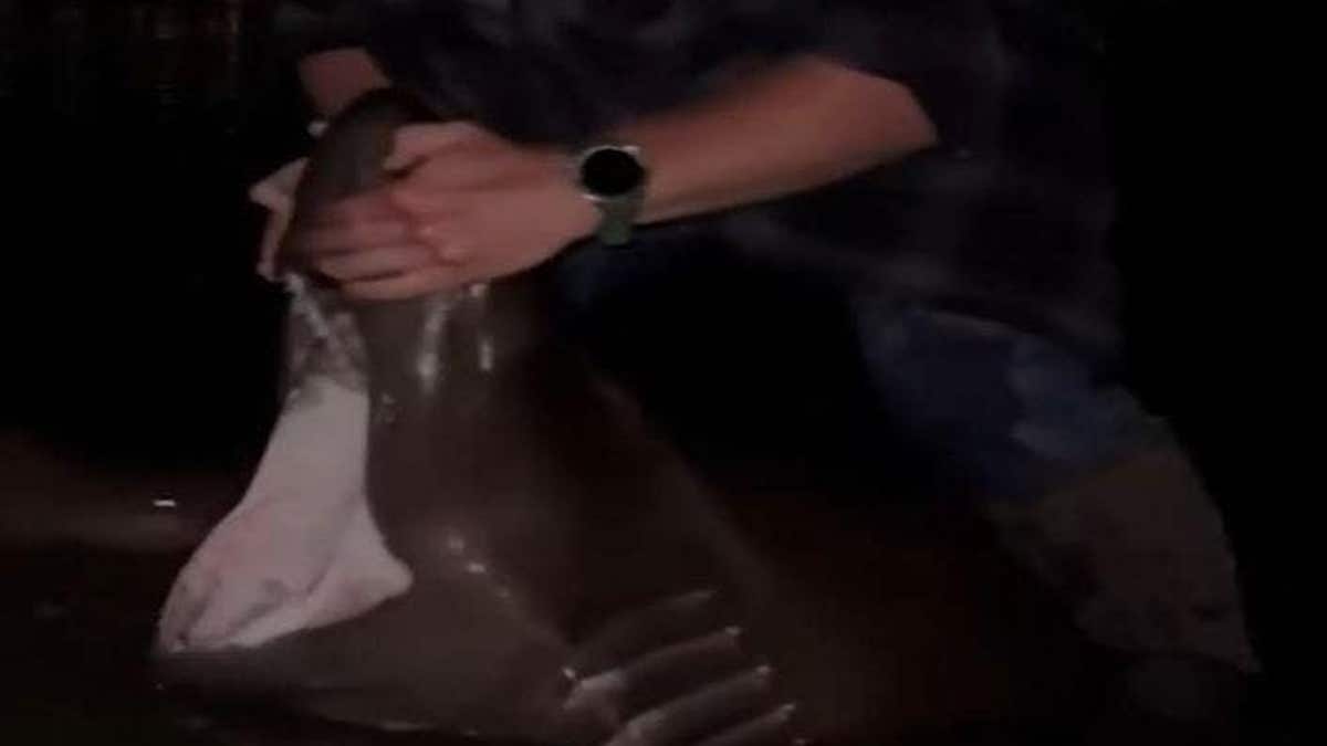 Video still that appears to show the suspect wrestling a shark