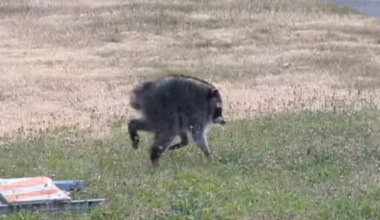 'Hot Jimothy summer.' Why a quirky raccoon is taking Seattle and the internet by storm