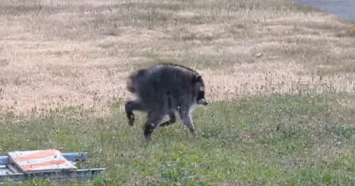'Hot Jimothy summer.' Why a quirky raccoon is taking Seattle and the internet by storm