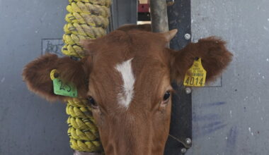 US says it will begin lifting ban on Mexican cattle imports