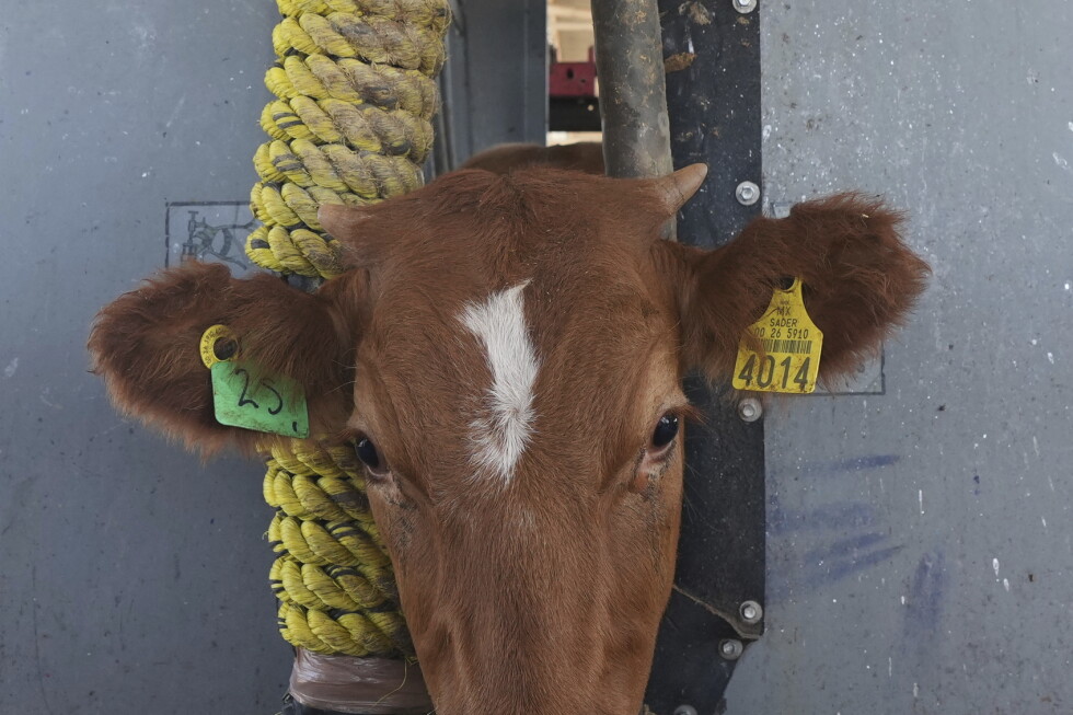 US says it will begin lifting ban on Mexican cattle imports