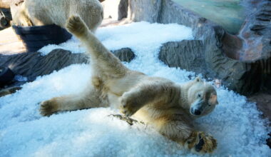 Prague zoo uses tons of ice to help animals beat the heat wave