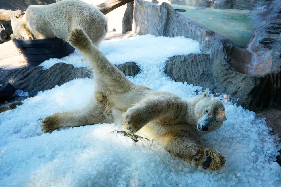 Prague zoo uses tons of ice to help animals beat the heat wave