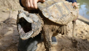 US nixes protections for imperiled species