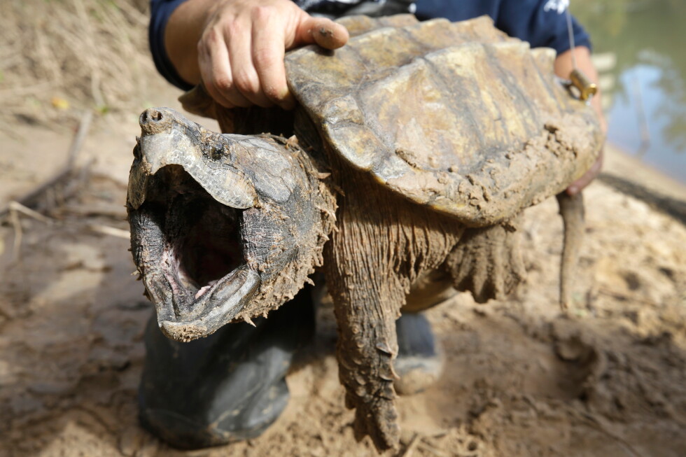 US nixes protections for imperiled species