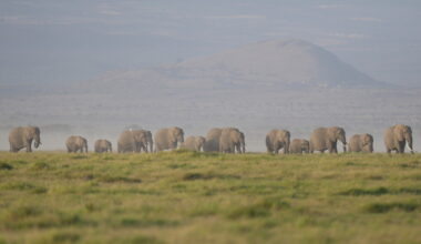 Kenya investigates the deaths of 15 elephants in Amboseli National Park