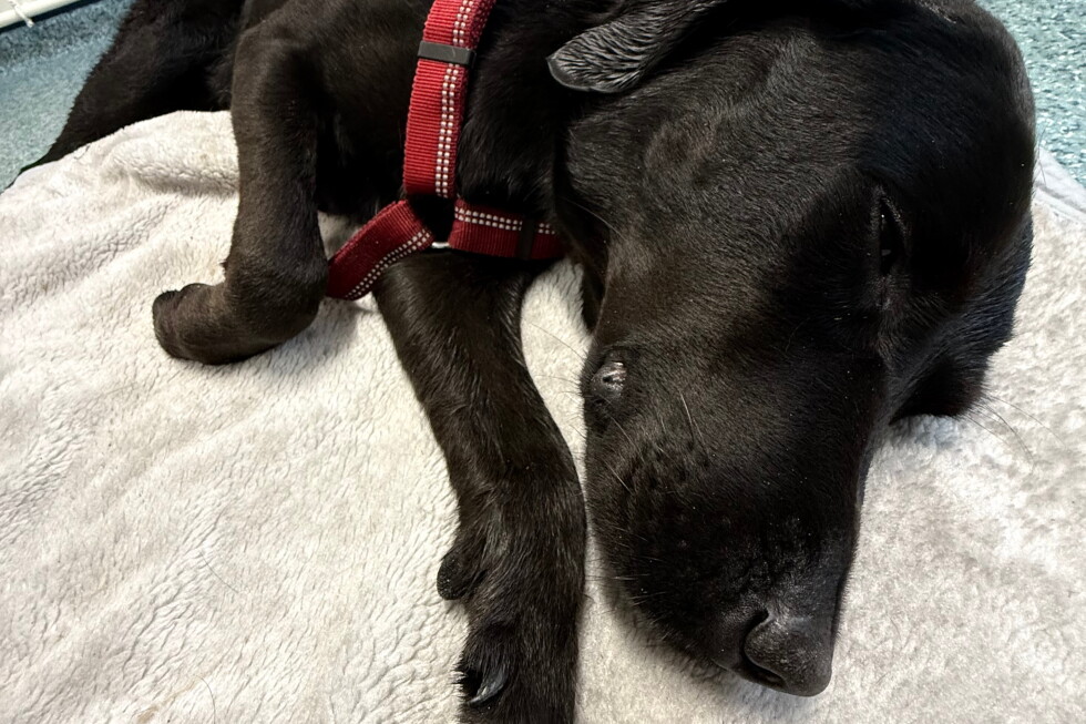 Dog rescued from UK's highest mountain after apparently ingesting cannabis