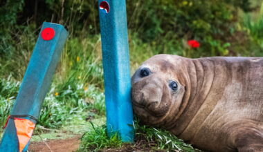 Viral fame could be dangerous for Tasmania's Neil the seal and his fans