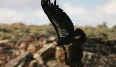 Trump Allows Habitat Destruction in Endangered Species Rollback