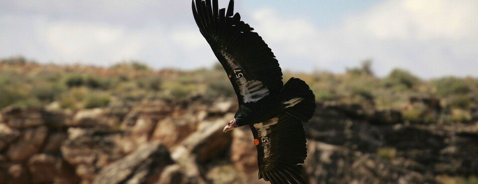 Trump Allows Habitat Destruction in Endangered Species Rollback