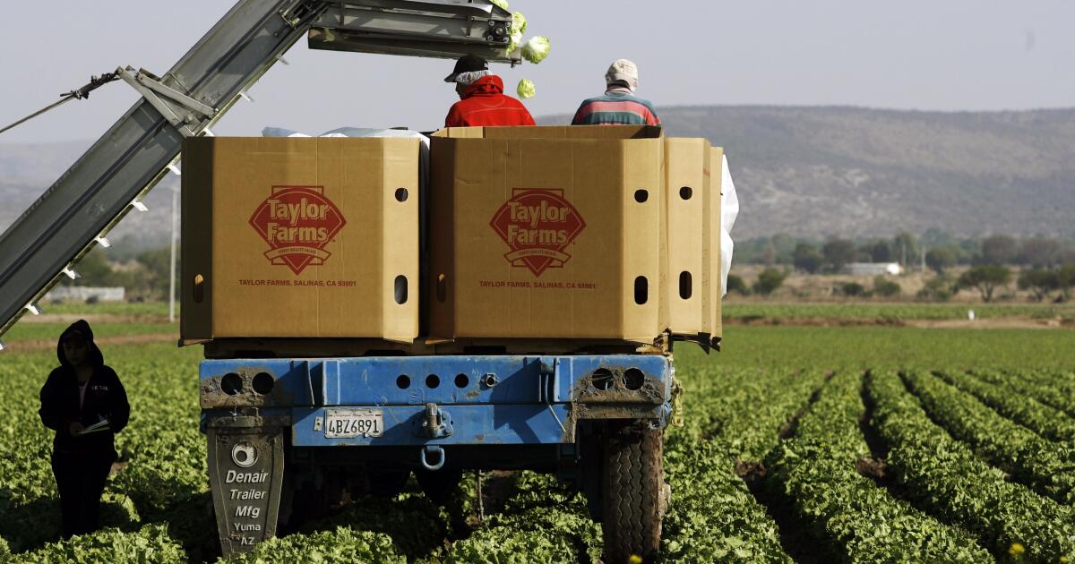 California-based Taylor Farms pulls iceberg lettuce from U.S. amid cyclosporiasis outbreak