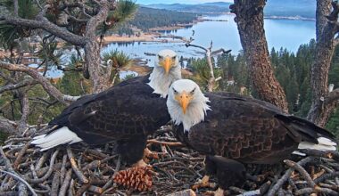 Open AI co-founder drops $5.5M to buy land near Big Bear eagle nest