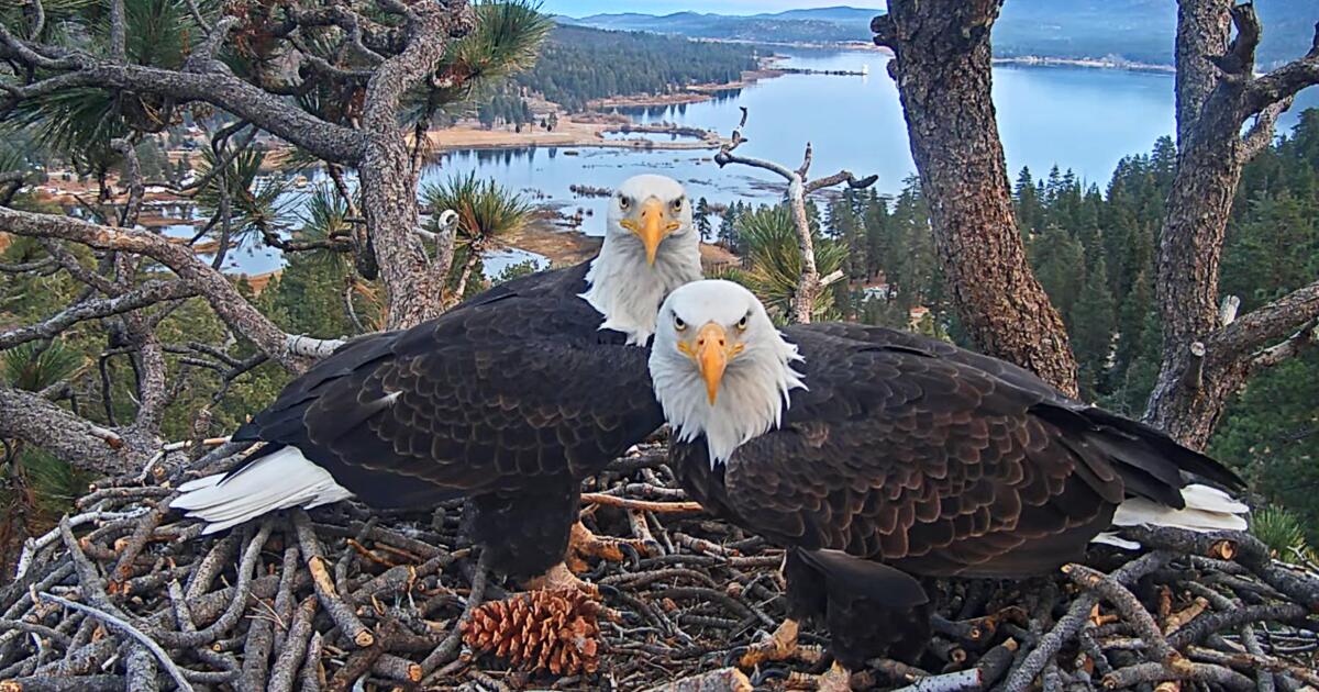 Open AI co-founder drops $5.5M to buy land near Big Bear eagle nest