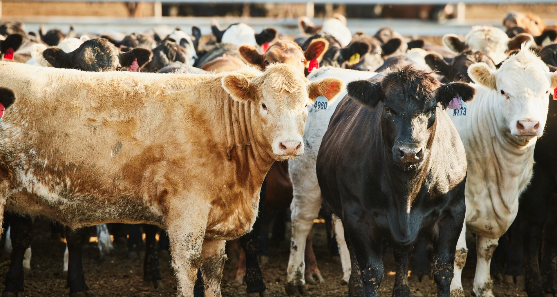 Putin's forces deliberately 'mining' Ukraine with rotting anthrax-infected cattle carcasses sparking bioweapon fears