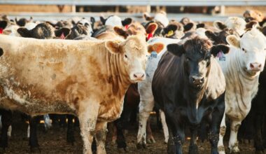 Putin's forces deliberately 'mining' Ukraine with rotting anthrax-infected cattle carcasses sparking bioweapon fears