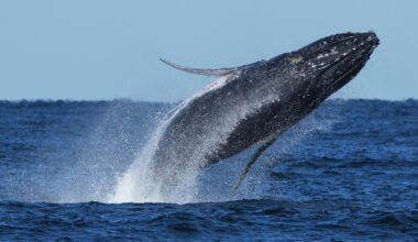 Whale 'supergroups' show numbers are rebounding from hunting. But Iran war holds dangers for them