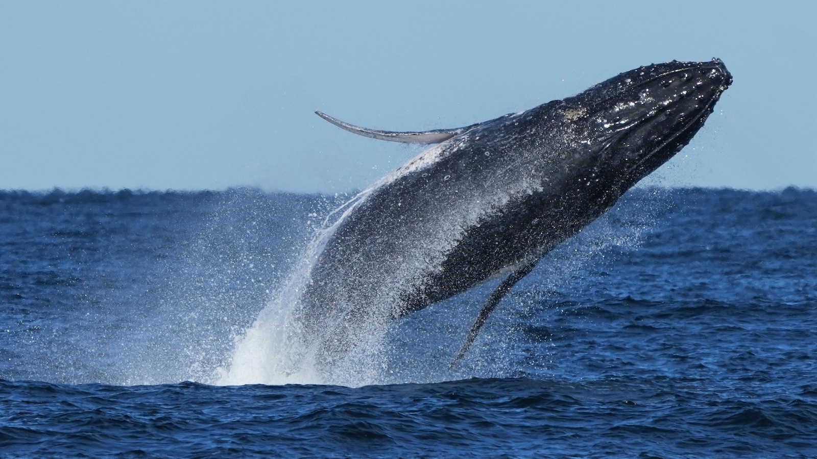 Whale 'supergroups' show numbers are rebounding from hunting. But Iran war holds dangers for them
