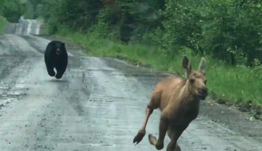 Maine couple spots a bear chasing a moose calf and helps it escape