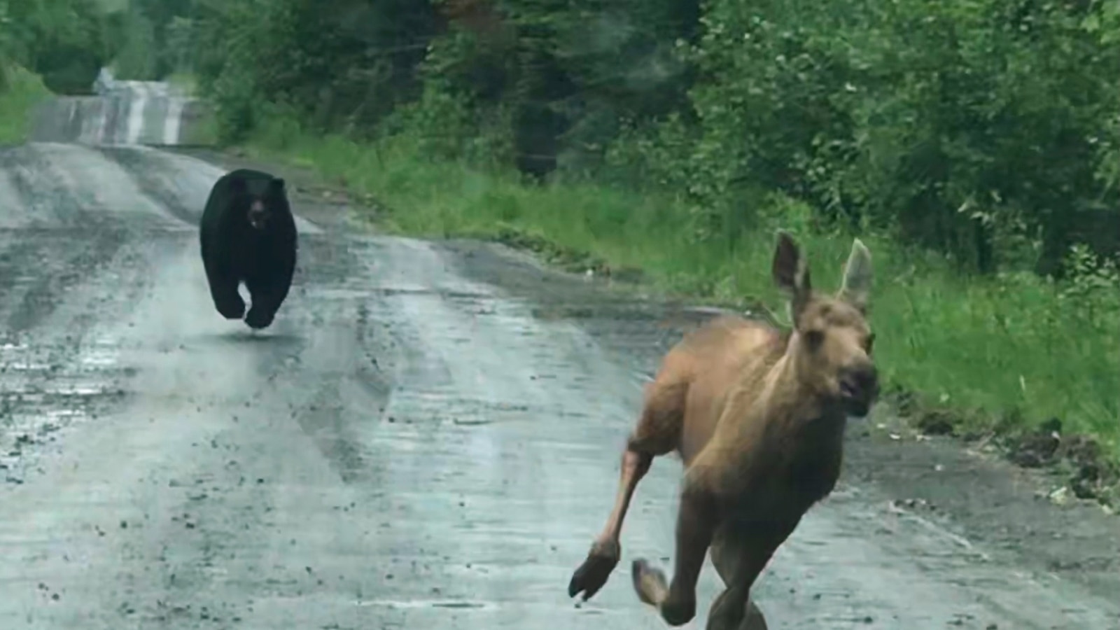 Maine couple spots a bear chasing a moose calf and helps it escape