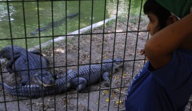 Israeli court delays Ben-Gvir’s plans for an Israeli ‘Crocodile Alcatraz’