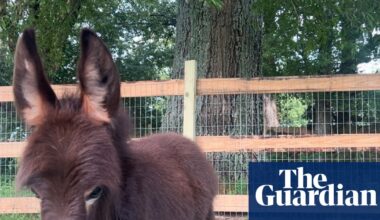 Georgia police officer put on leave after family’s pet donkey killed during search | Georgia