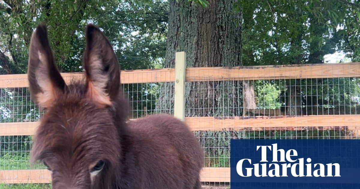 Georgia police officer put on leave after family’s pet donkey killed during search | Georgia